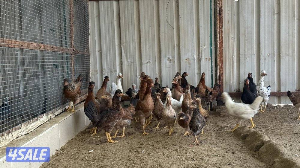 دجاج عربي قديم1