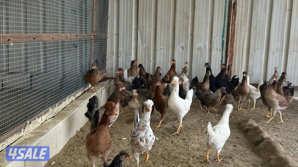 دجاج عربي قديم2