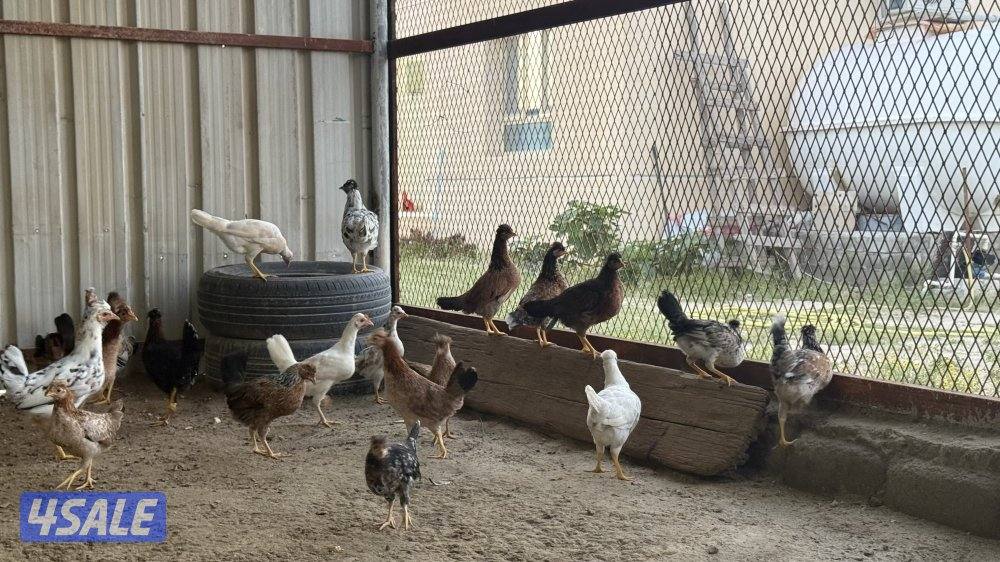 دجاج عربي قديم3