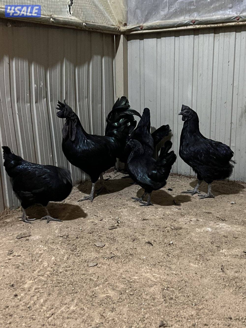 للبيع مجموعة اندونيسي خمس ودجاج ثلاث بياضات وثنتين قراب بيض صحه ممتازه0