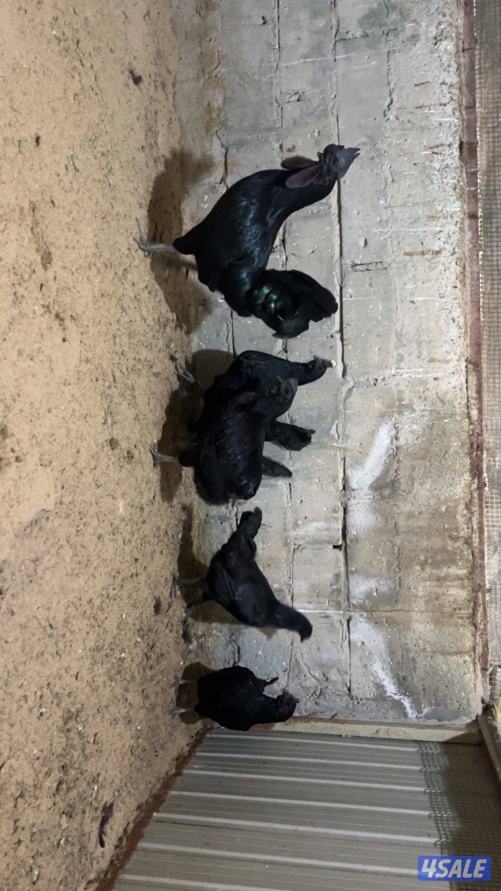 للبيع مجموعة اندونيسي خمس ودجاج ثلاث بياضات وثنتين قراب بيض صحه ممتازه1