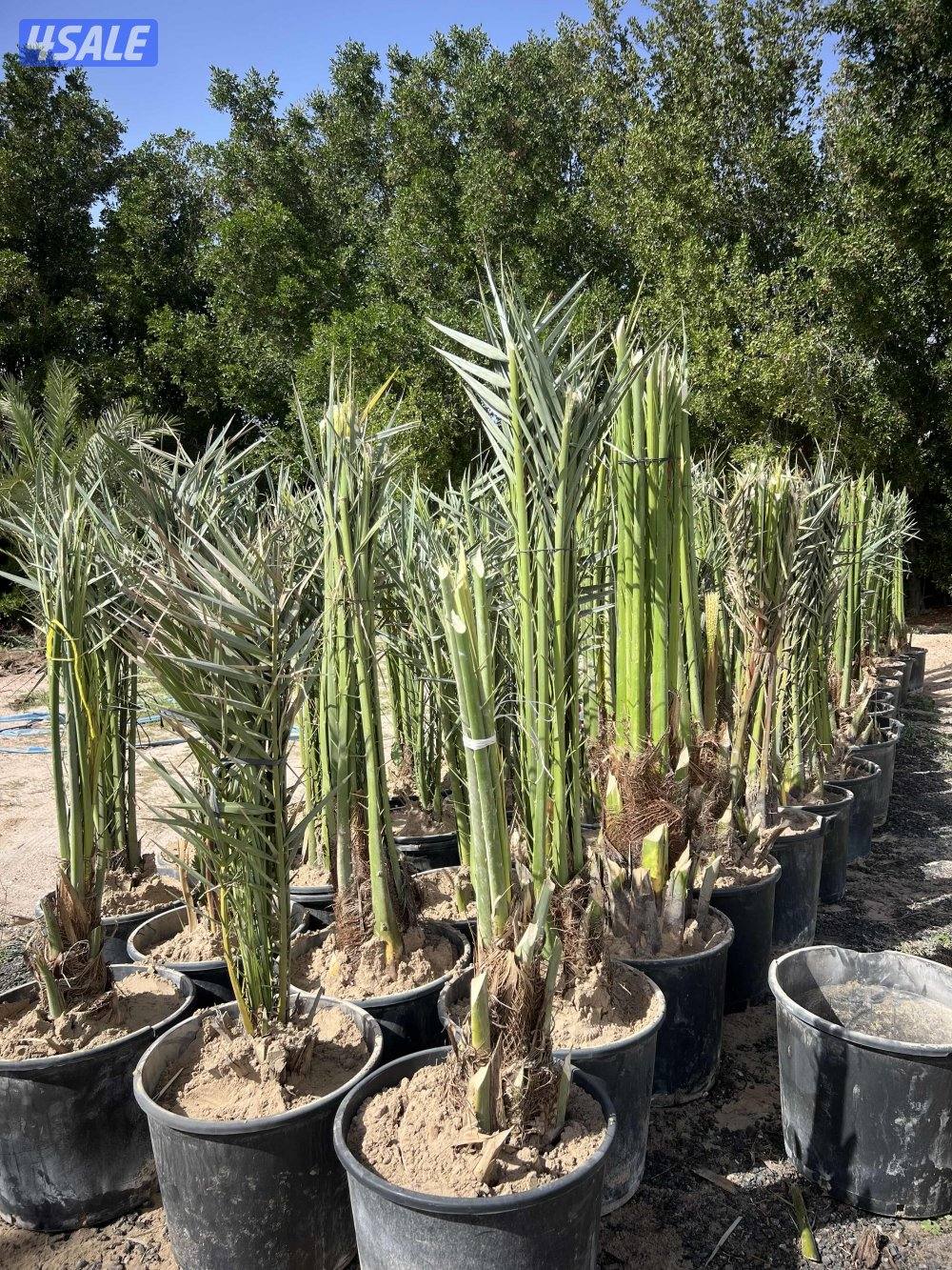 نخل اخلاص بيور وبرحي نسيجي فرنسي ( فروخ )1