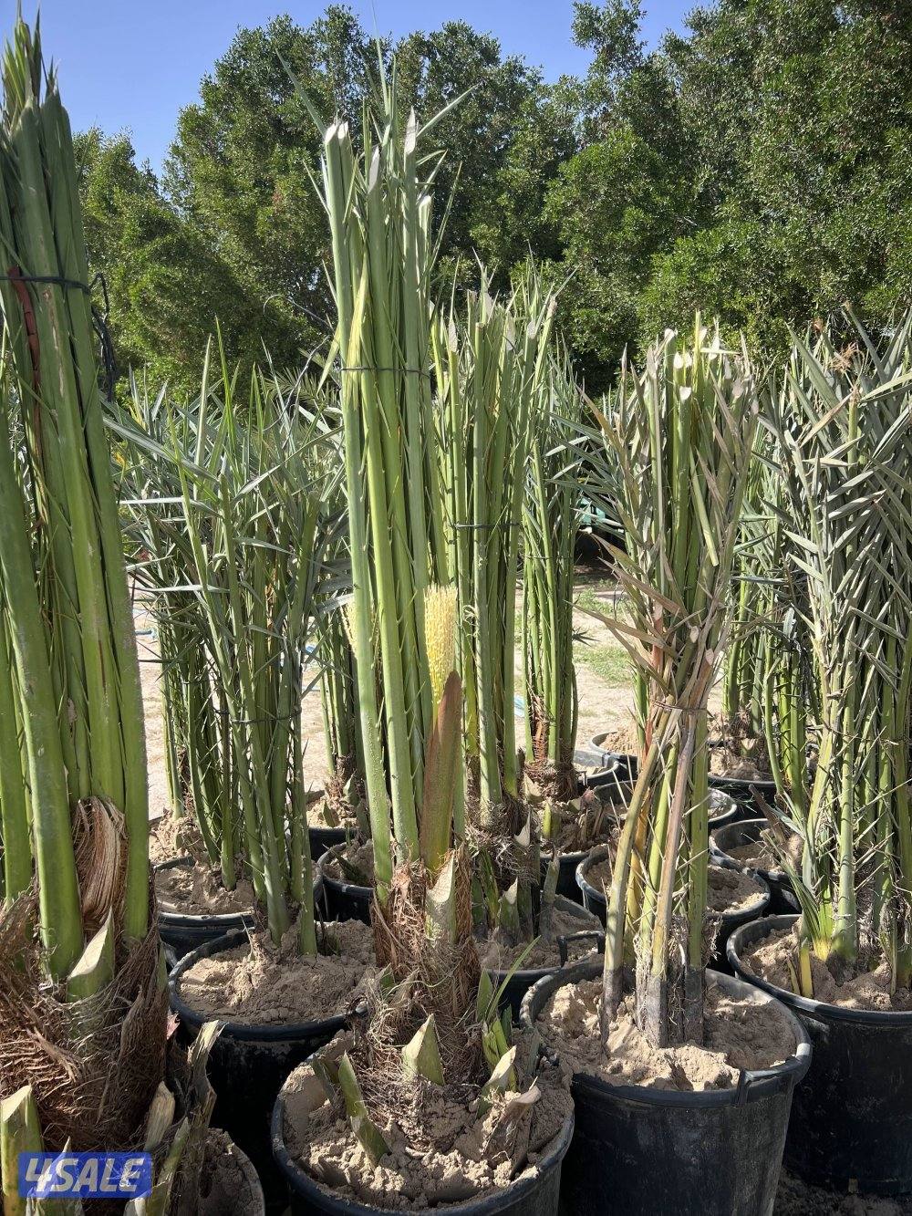 نخل اخلاص بيور وبرحي نسيجي فرنسي ( فروخ )2