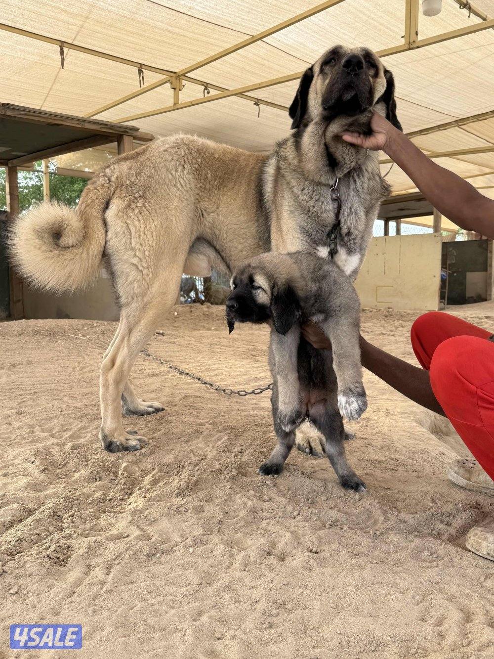 للبيع جراوه كنجال التركي لحراسه الحلال والعزب2