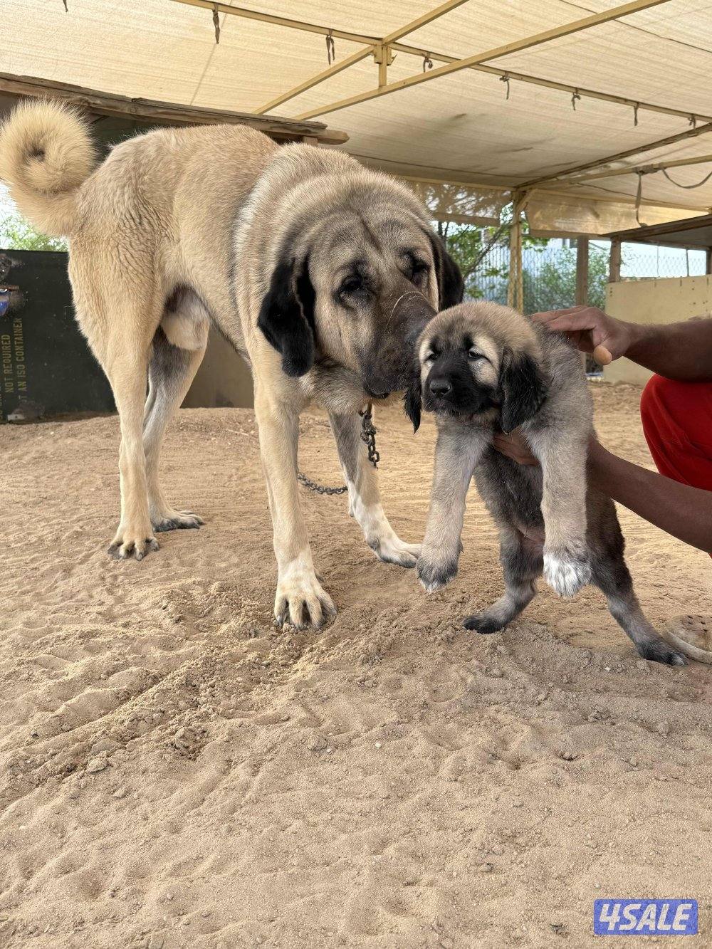 للبيع جراوه كنجال التركي لحراسه الحلال والعزب3