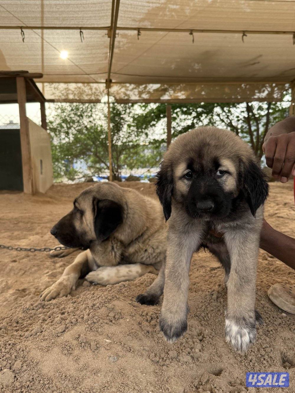 للبيع جراوه كنجال التركي لحراسه الحلال والعزب4