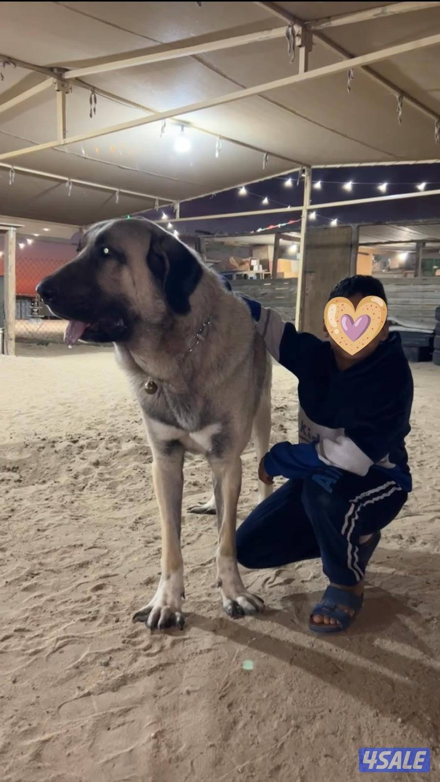 للبيع جراوه كنجال التركي لحراسه الحلال والعزب6