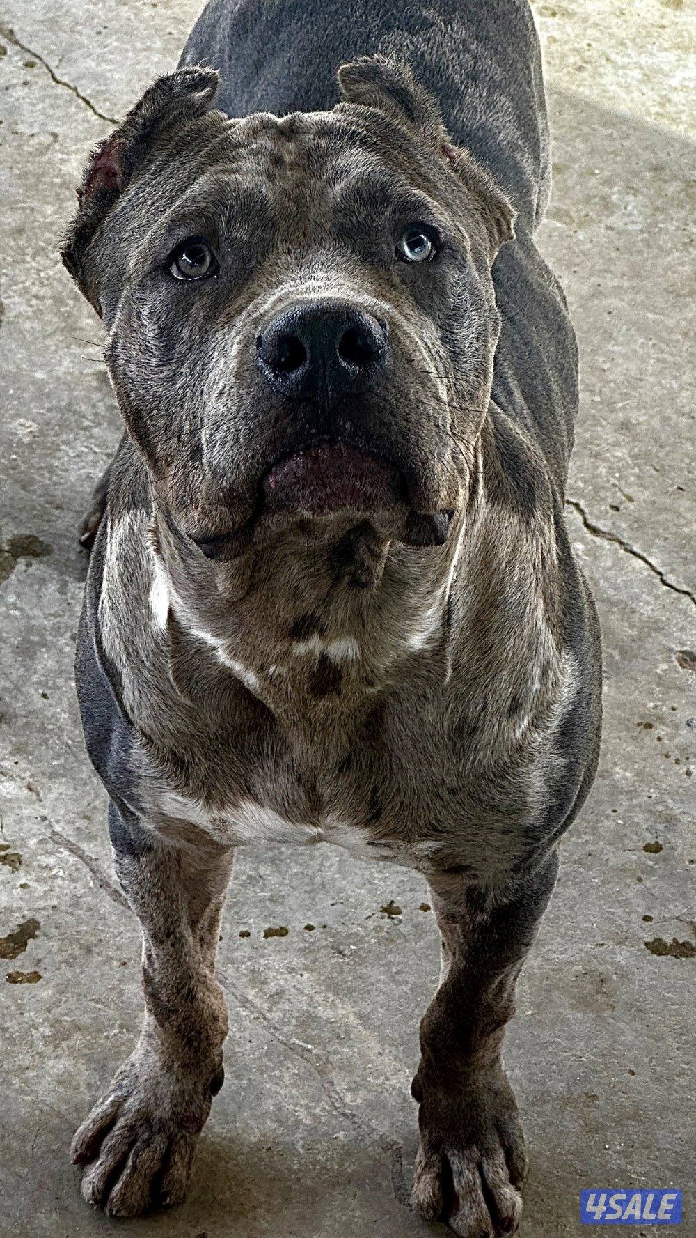 MERLE AMERICAN BULLY اميركان بولي ميرلي ذكر0