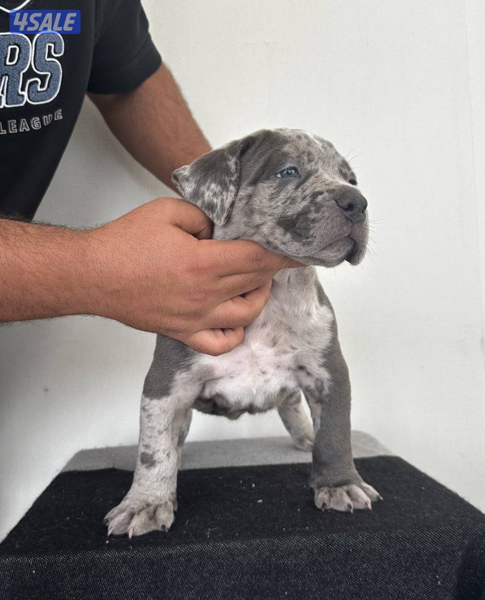 MERLE AMERICAN BULLY اميركان بولي ميرلي ذكر2