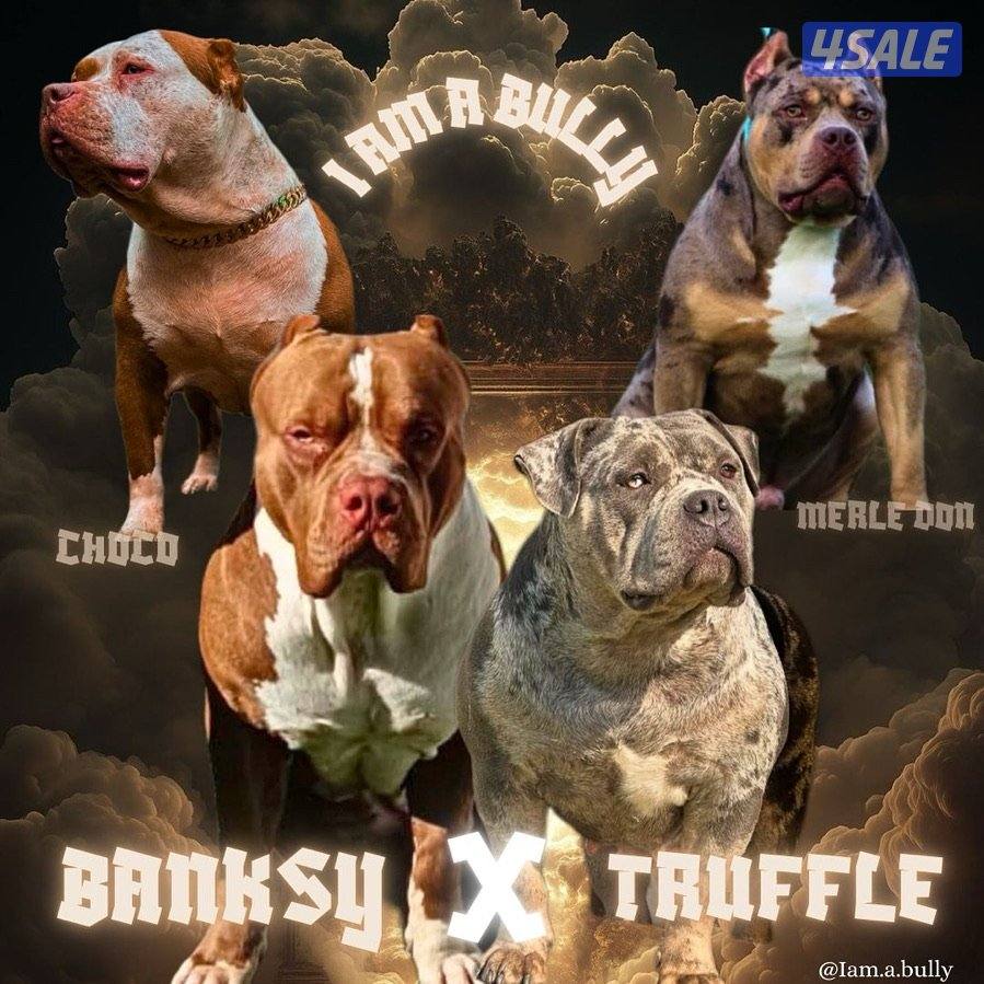 MERLE AMERICAN BULLY اميركان بولي ميرلي ذكر3