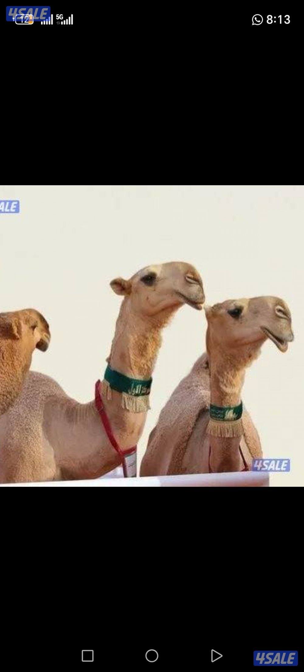 حلاقه وغسيل ابل0