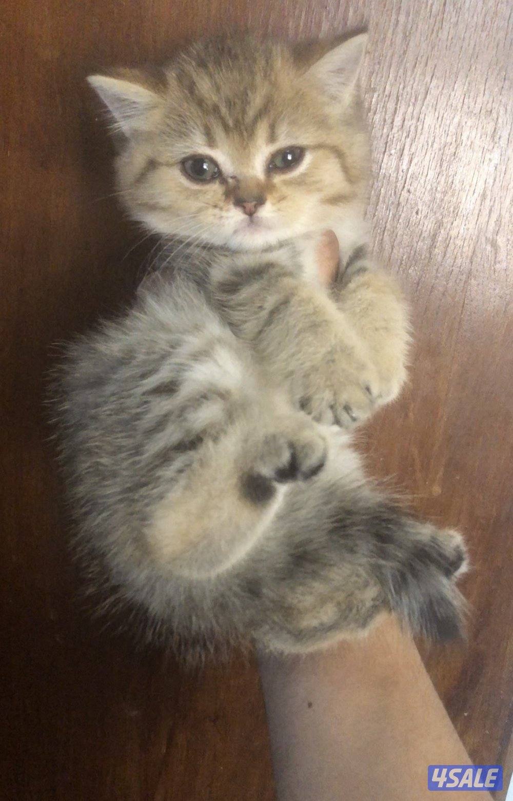 كيتن عمر شهرين تواصل واتساب فقط0