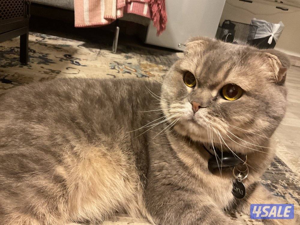 Scotch street folded ear0