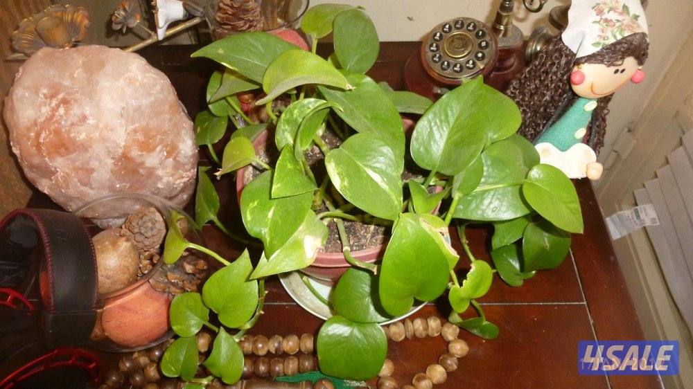 كاميرا لومكس  تصويرها جدا حلو نفس g7x شوف صورها4