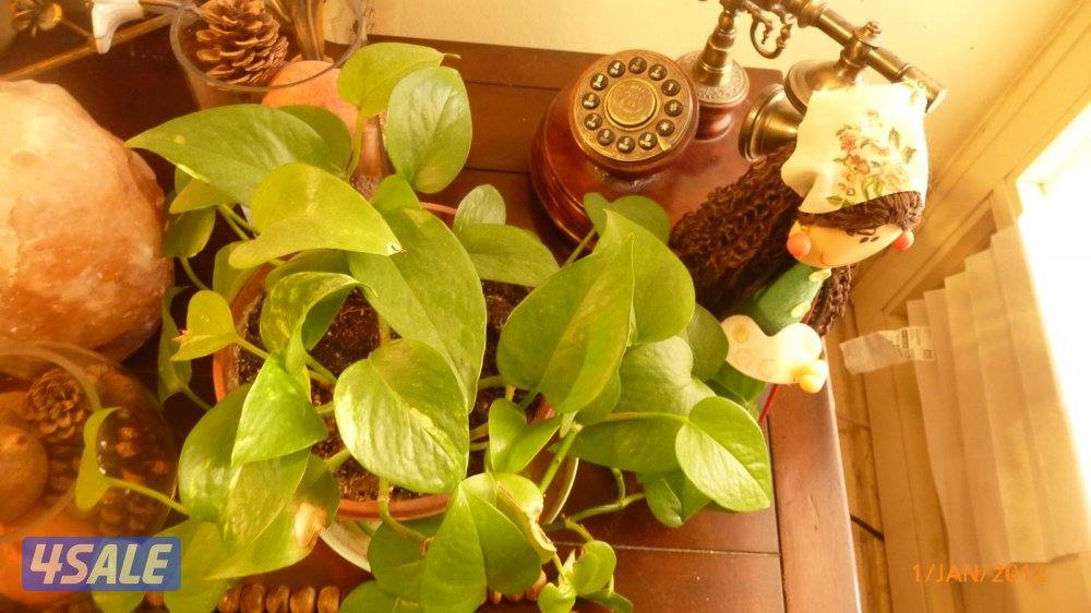 كاميرا لومكس  تصويرها جدا حلو نفس g7x شوف صورها5