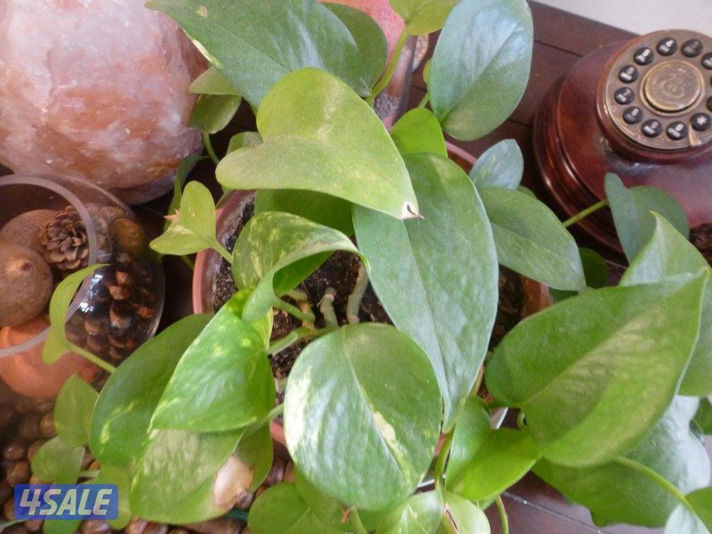 كاميرا لومكس  تصويرها جدا حلو نفس g7x شوف صورها11