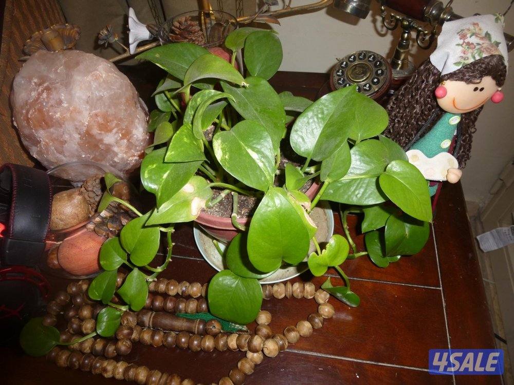 كاميرا لومكس  تصويرها جدا حلو نفس g7x شوف صورها14