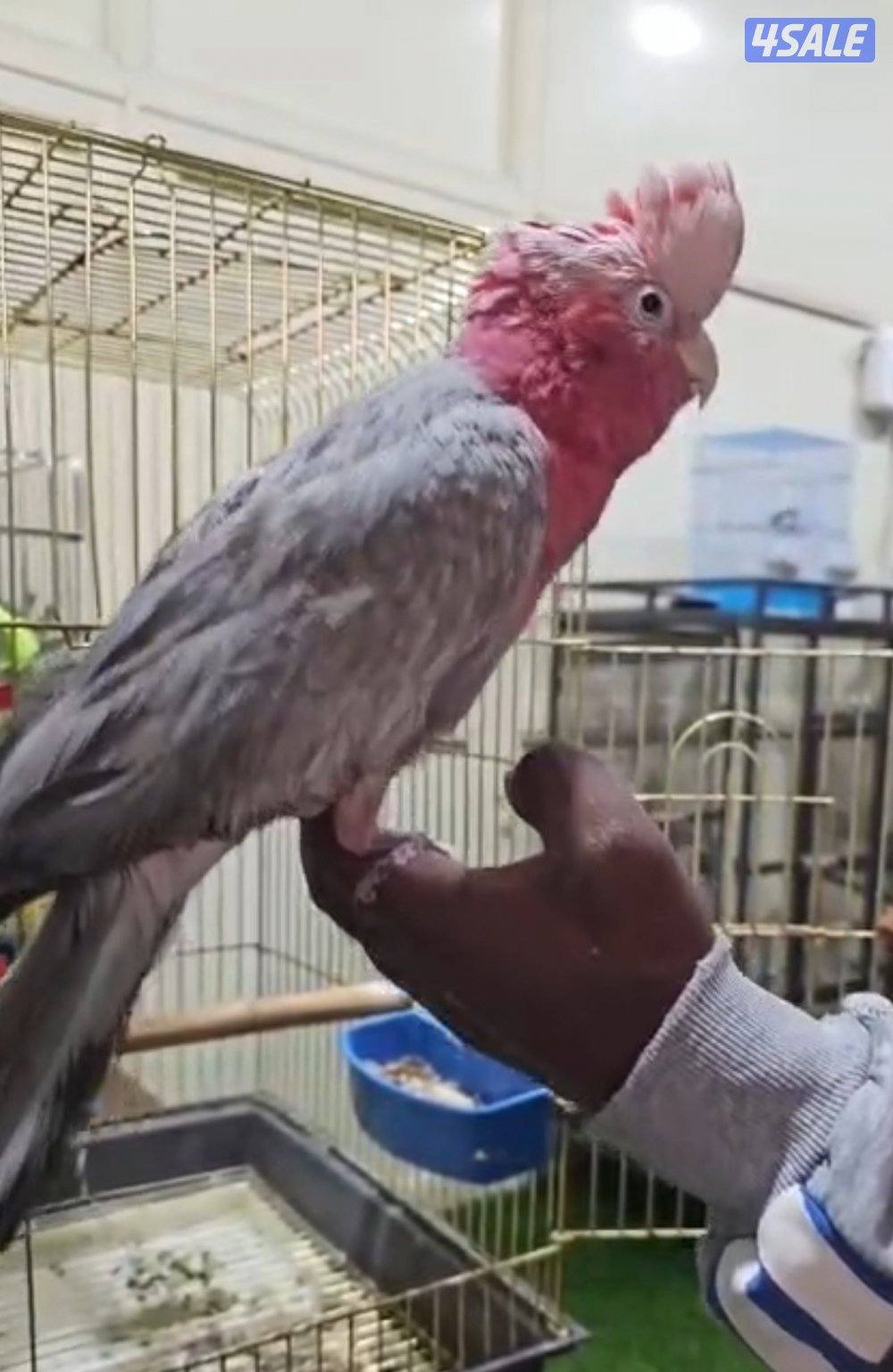 بغبغاء كوكاتو الوردي Galah0