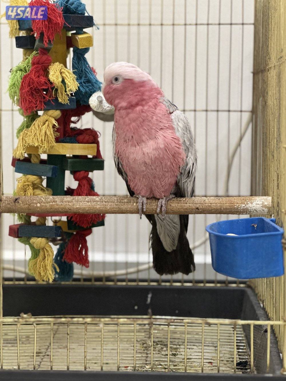 بغبغاء كوكاتو الوردي Galah1