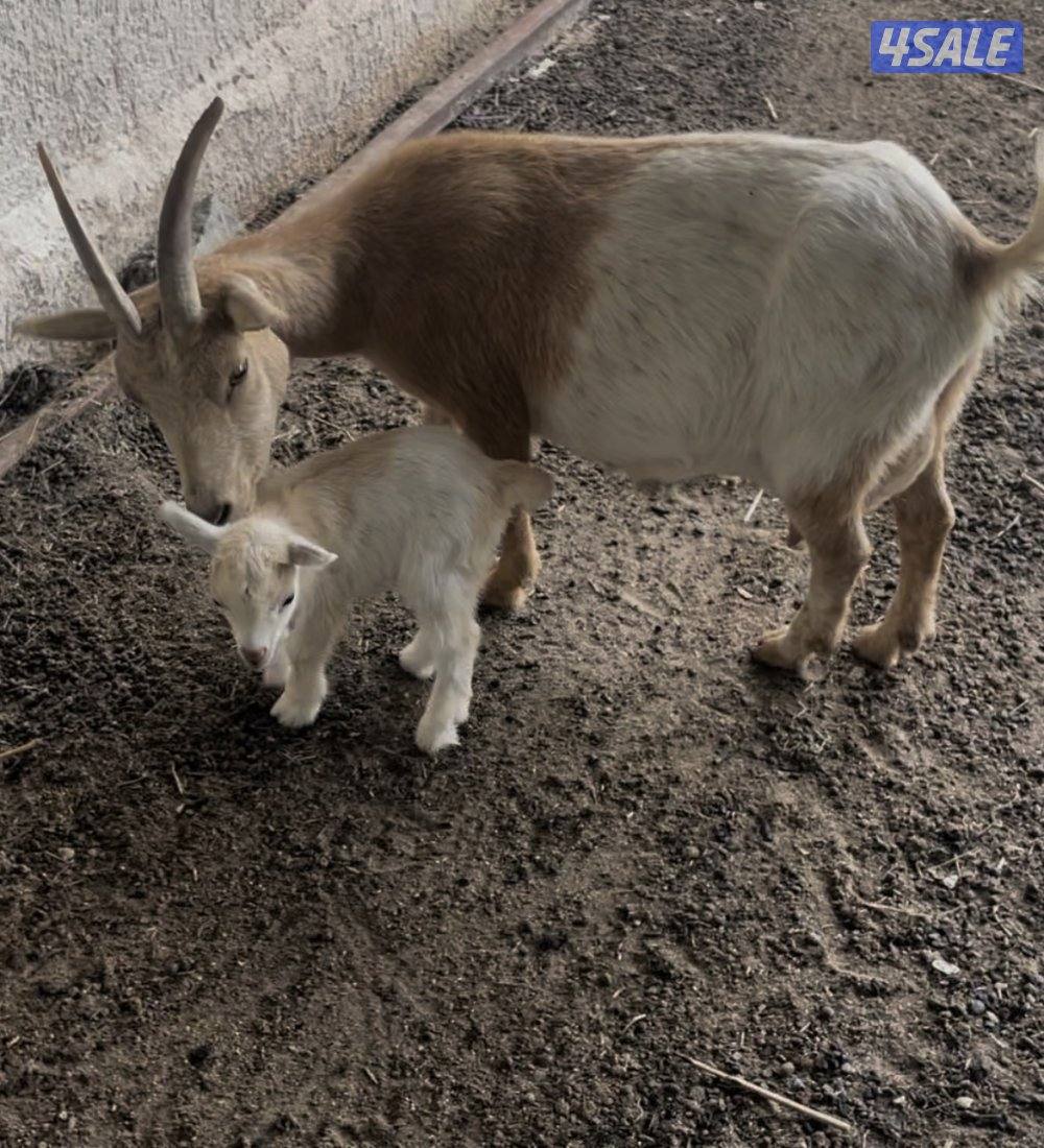 جيكيات للبيع1