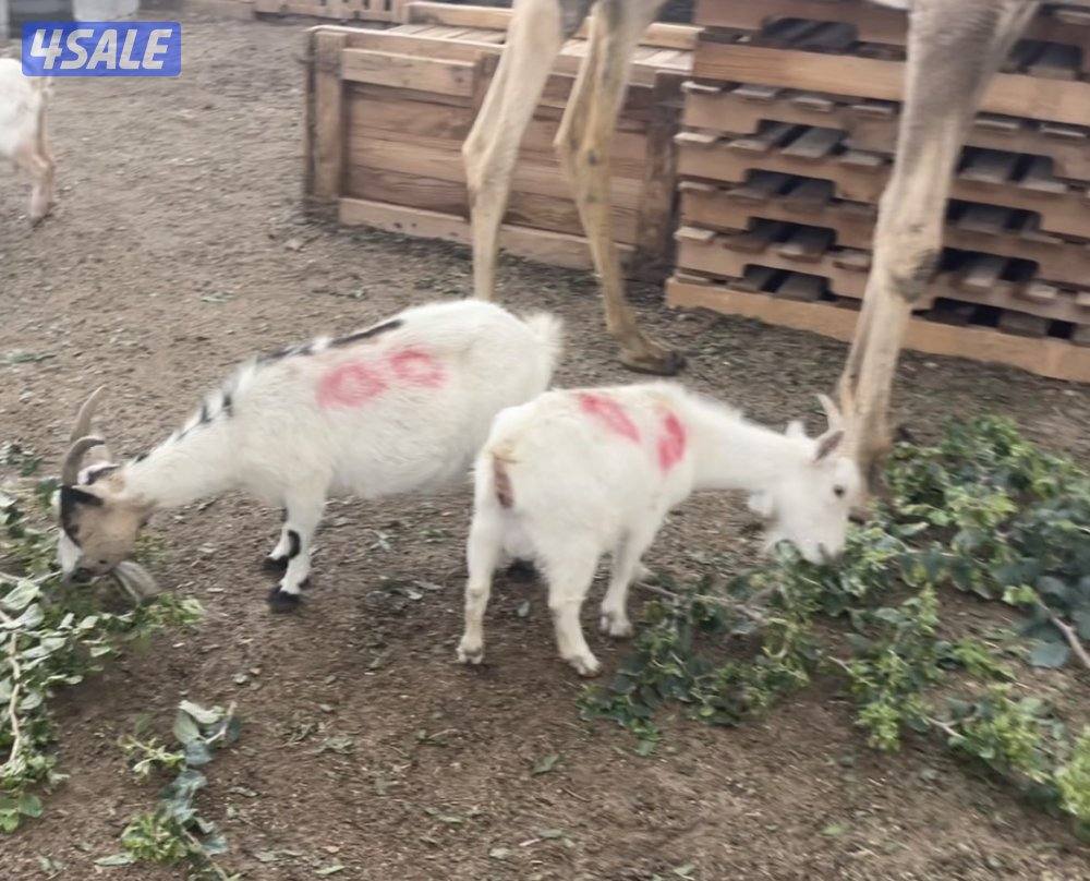 جيكيات للبيع0