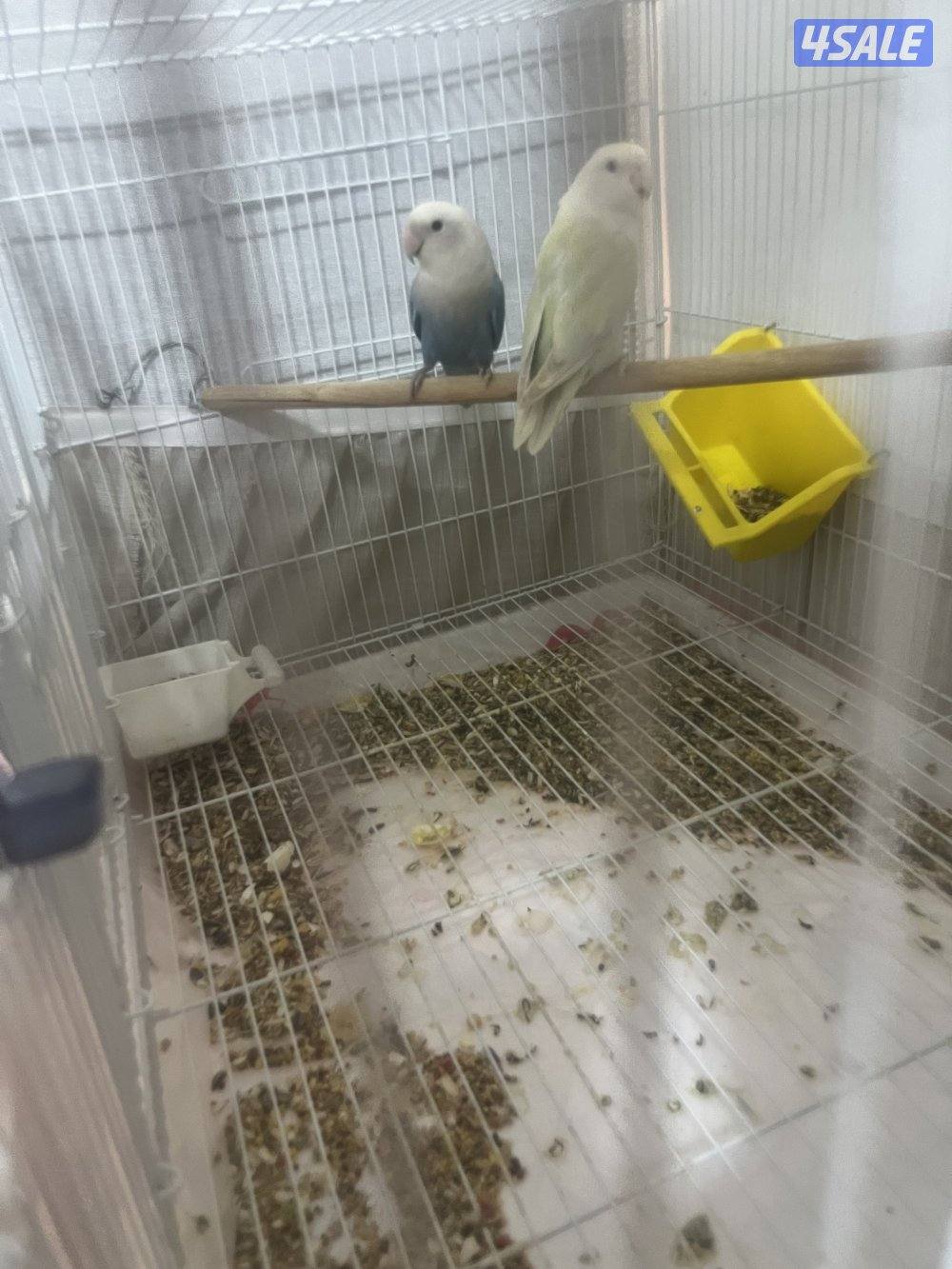 جوز لوف بيرد تحته بيض و فروخ لوف بيرد و كروان ريوه و كويكر للبيع🔥🔥0