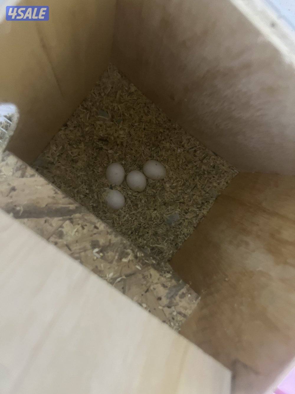 جوز لوف بيرد تحته بيض و فروخ لوف بيرد و كروان ريوه و كويكر للبيع🔥🔥1