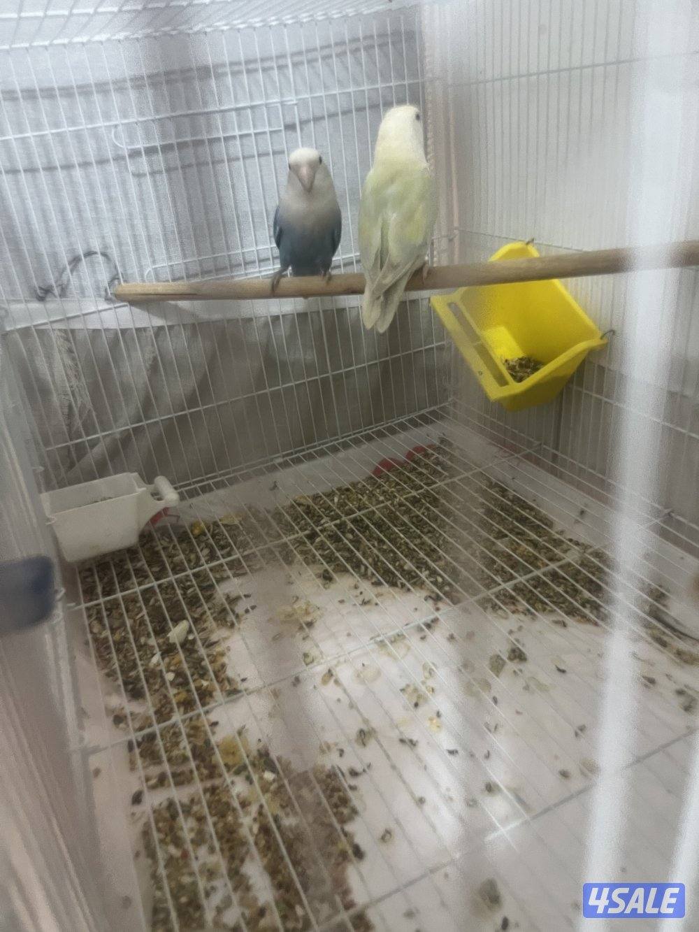 جوز لوف بيرد تحته بيض و فروخ لوف بيرد و كروان ريوه و كويكر للبيع🔥🔥2