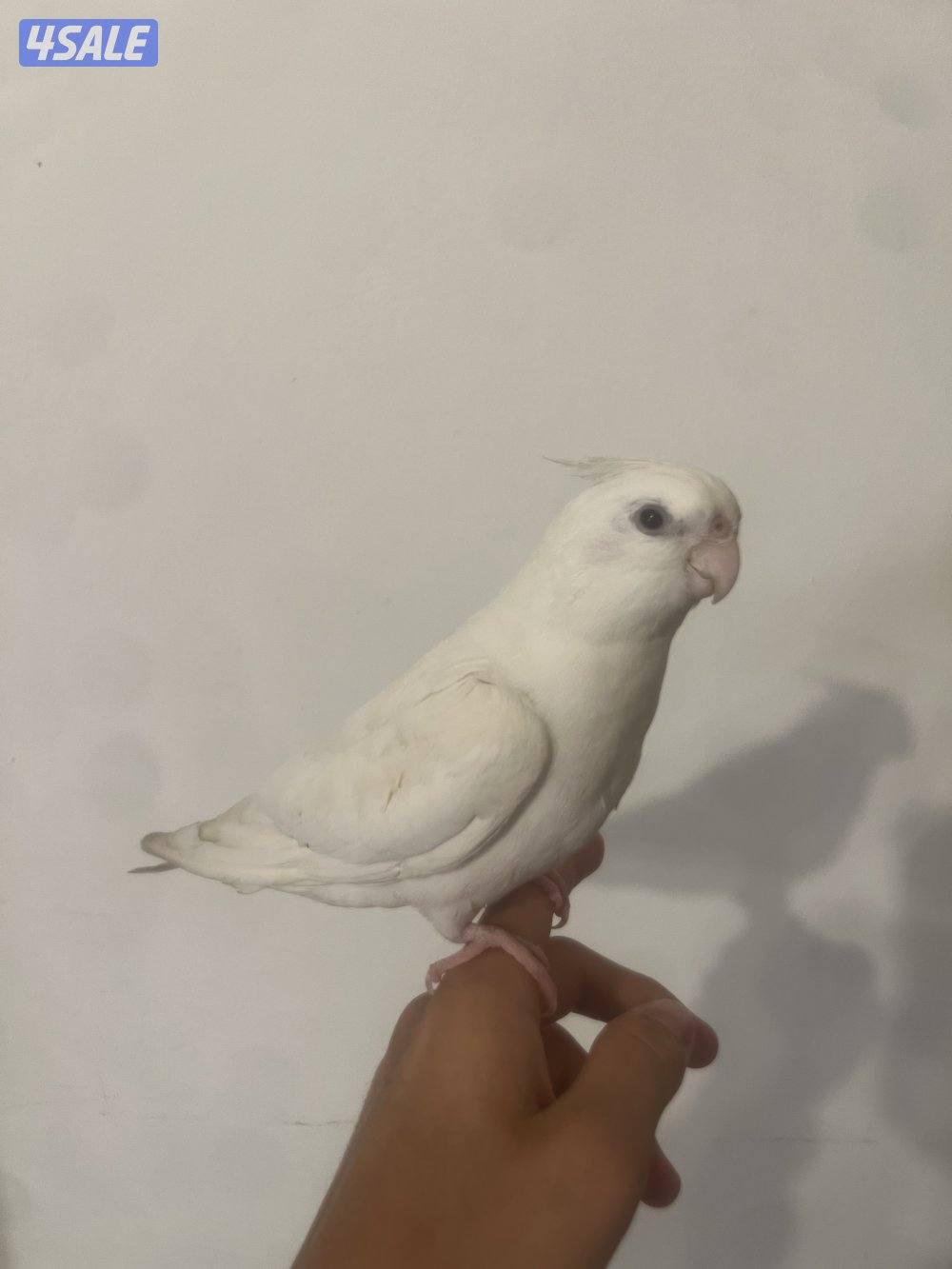 جوز لوف بيرد تحته بيض و فروخ لوف بيرد و كروان ريوه و كويكر للبيع🔥🔥3