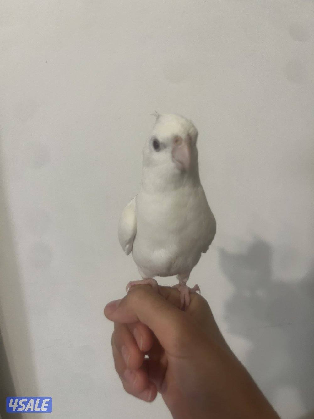 جوز لوف بيرد تحته بيض و فروخ لوف بيرد و كروان ريوه و كويكر للبيع🔥🔥4