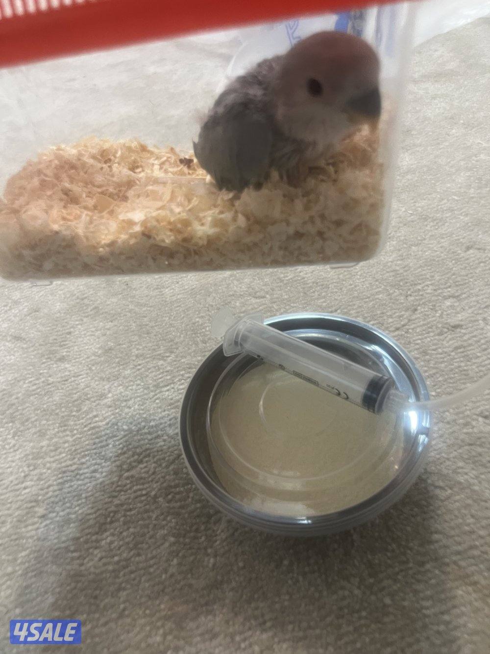 جوز لوف بيرد تحته بيض و فروخ لوف بيرد و كروان ريوه و كويكر للبيع🔥🔥5