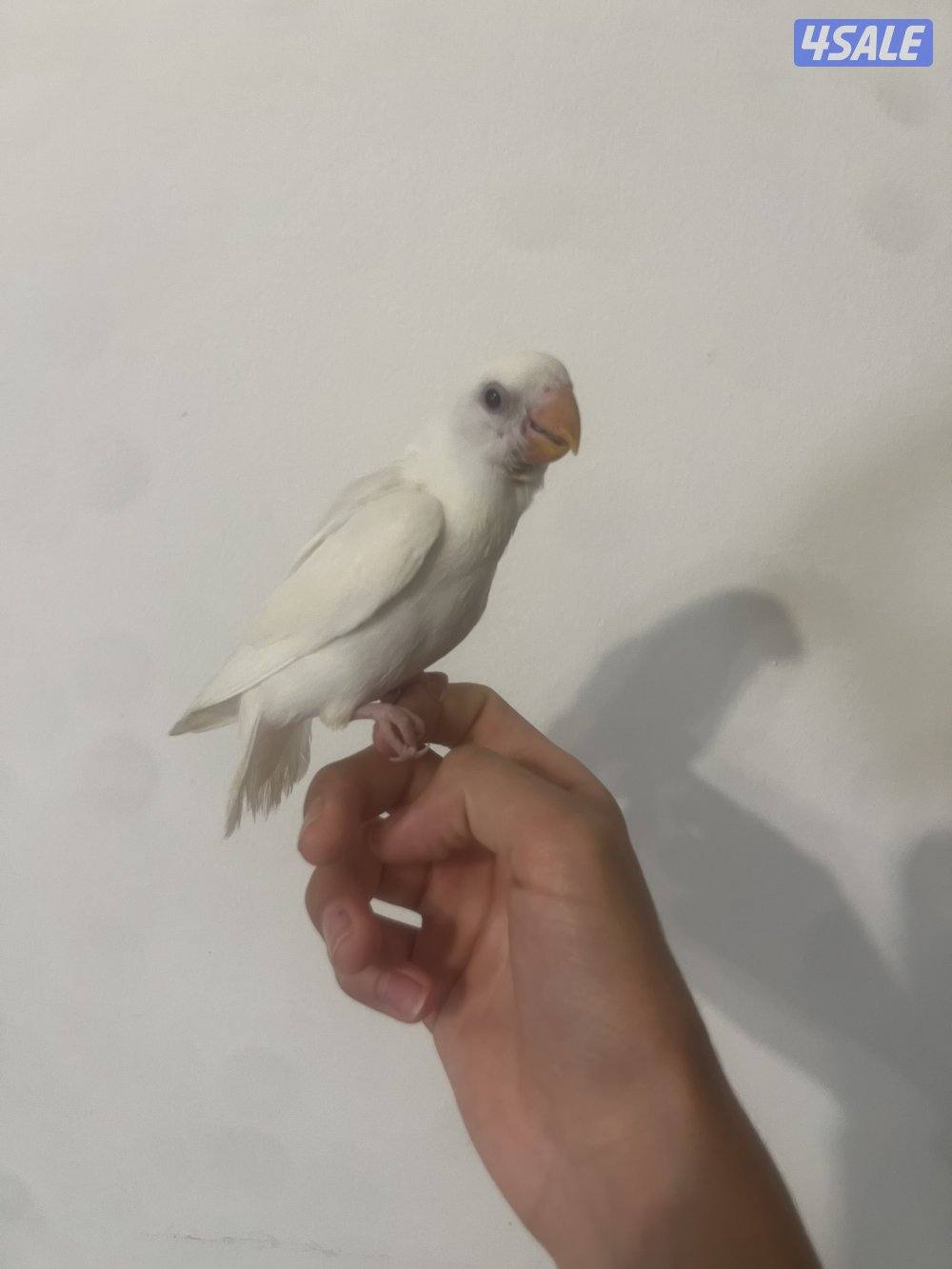 جوز لوف بيرد تحته بيض و فروخ لوف بيرد و كروان ريوه و كويكر للبيع🔥🔥6