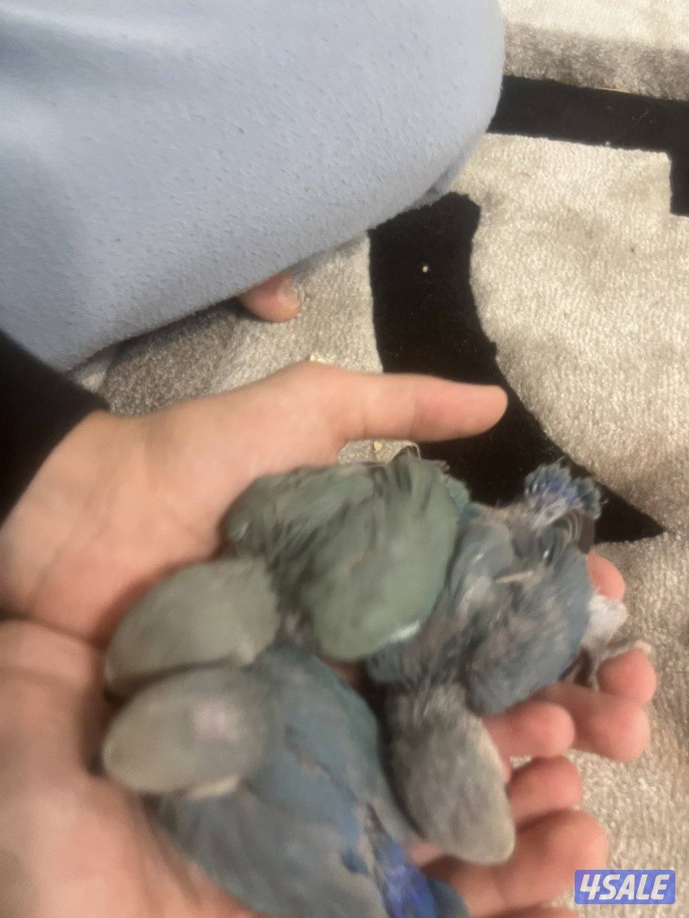 جوز لوف بيرد تحته بيض و فروخ لوف بيرد و كروان ريوه و كويكر للبيع🔥🔥7