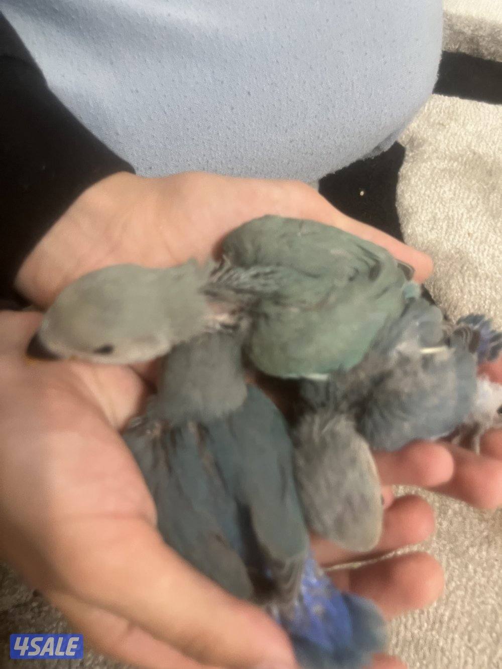 جوز لوف بيرد تحته بيض و فروخ لوف بيرد و كروان ريوه و كويكر للبيع🔥🔥9
