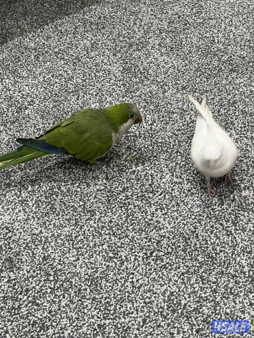 جوز لوف بيرد تحته بيض و فروخ لوف بيرد و كروان ريوه و كويكر للبيع🔥🔥10