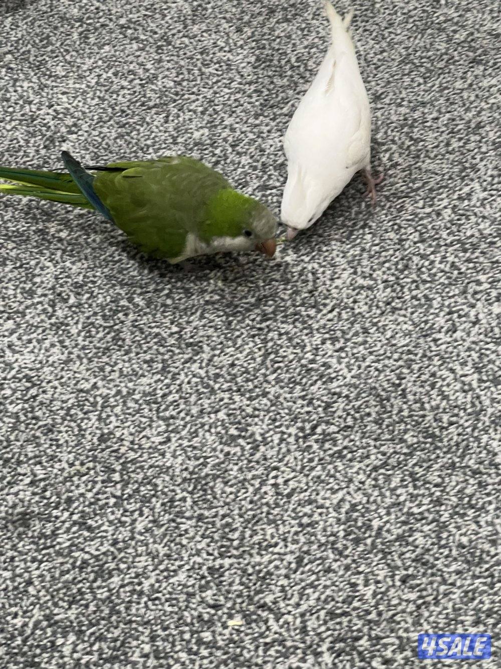 جوز لوف بيرد تحته بيض و فروخ لوف بيرد و كروان ريوه و كويكر للبيع🔥🔥11