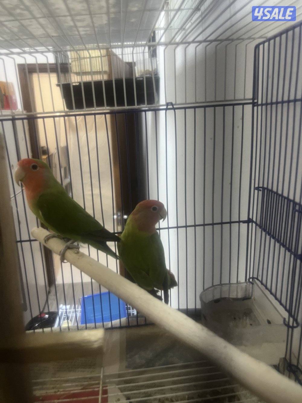 جوز لوف بيرد تحته بيض و فروخ لوف بيرد و كروان ريوه و كويكر للبيع🔥🔥12