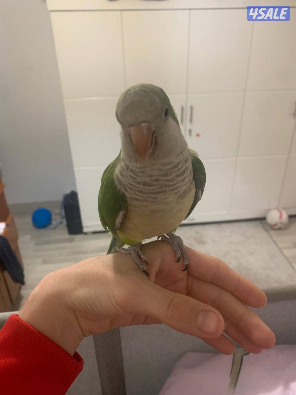 جوز لوف بيرد تحته بيض و فروخ لوف بيرد و كروان ريوه و كويكر للبيع🔥🔥15