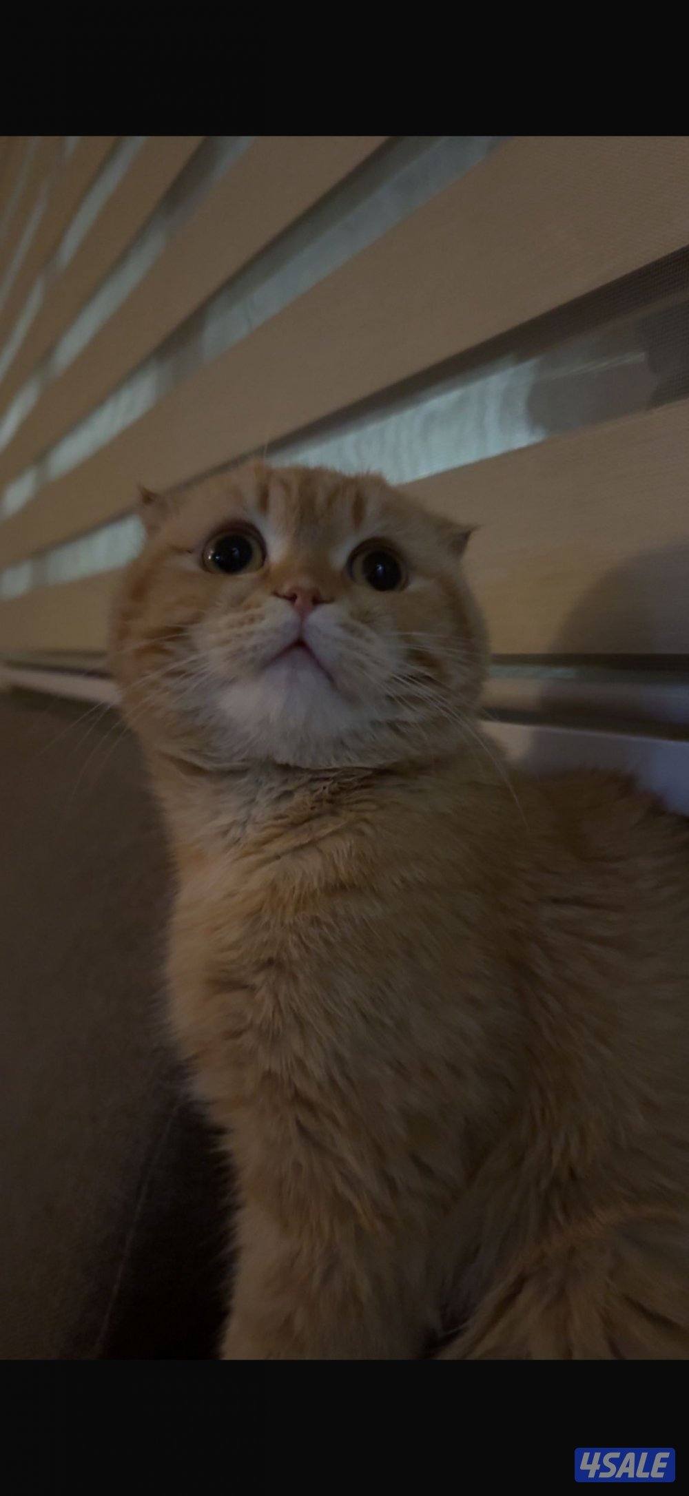 للتبني ذكر عمره تقريبا سنه و 7 شهور تقريبا0