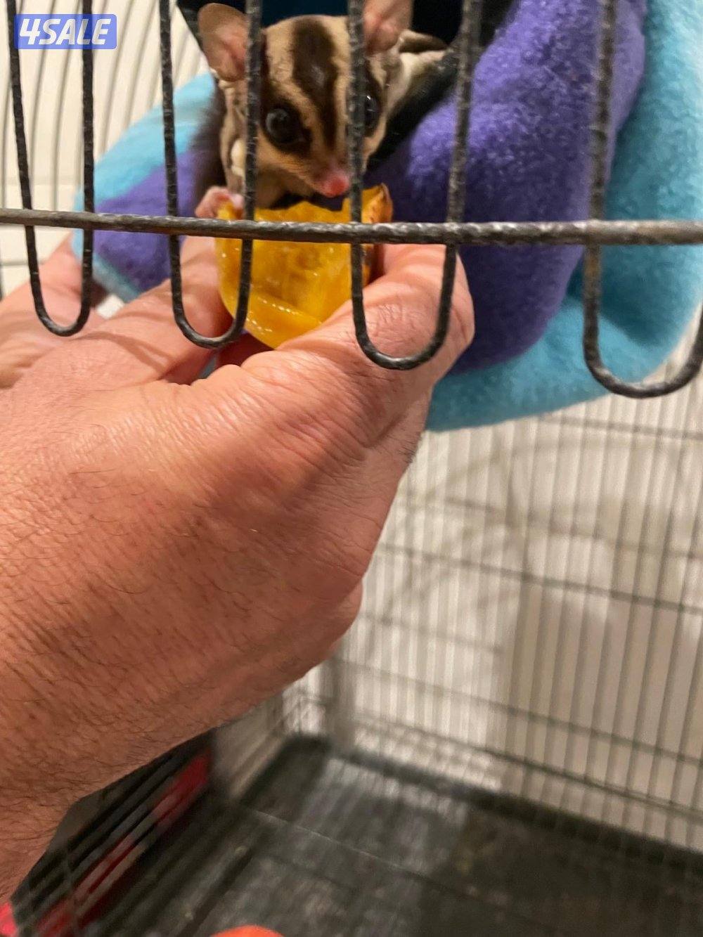 للبيع شوقر قلايدر - ذكر - تقريبا ٣ شهور نظيف وامطعم ياكل فواكه0