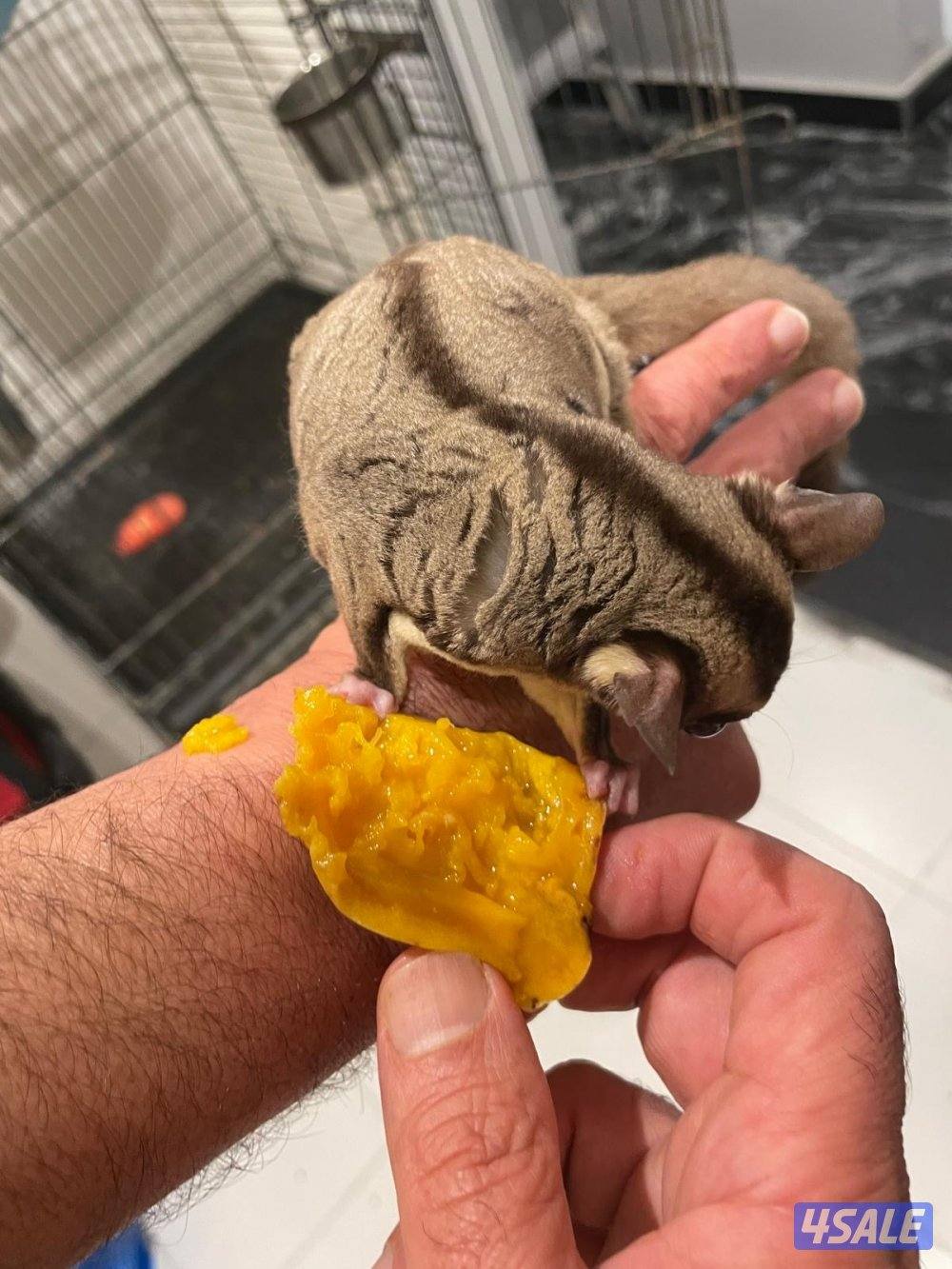 للبيع شوقر قلايدر - ذكر - تقريبا ٣ شهور نظيف وامطعم ياكل فواكه1