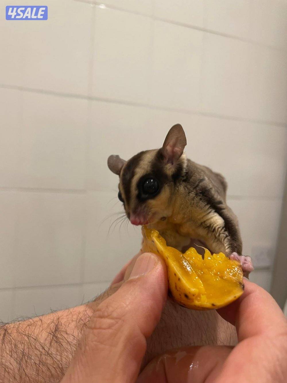 للبيع شوقر قلايدر - ذكر - تقريبا ٣ شهور نظيف وامطعم ياكل فواكه2