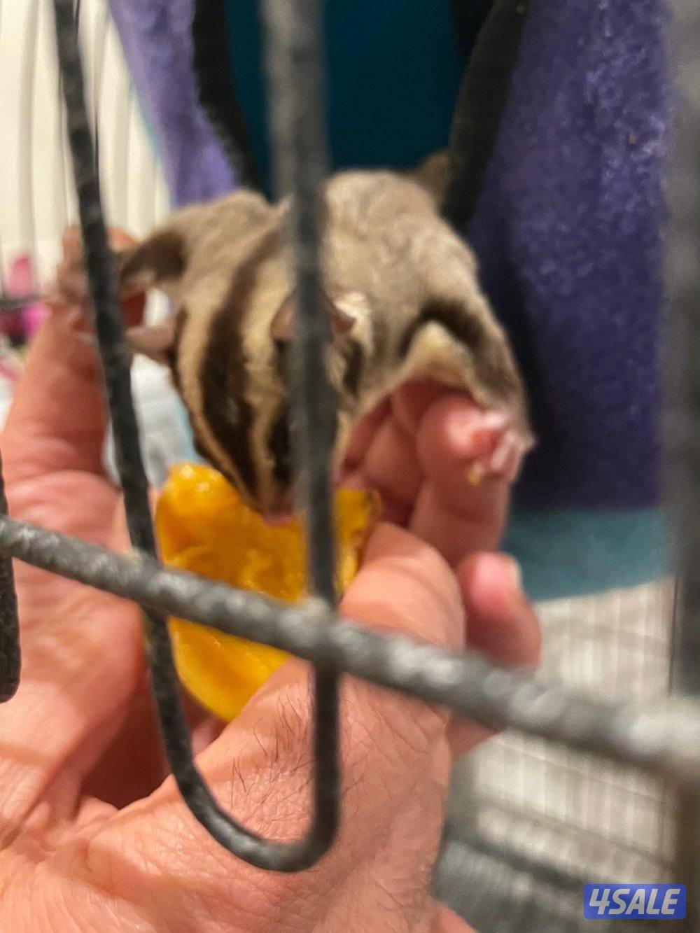 للبيع شوقر قلايدر - ذكر - تقريبا ٣ شهور نظيف وامطعم ياكل فواكه3