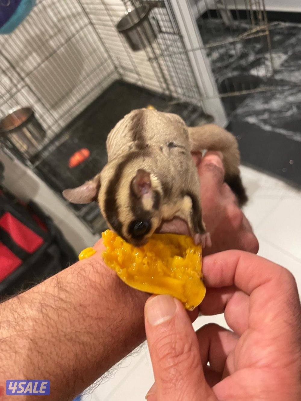 للبيع شوقر قلايدر - ذكر - تقريبا ٣ شهور نظيف وامطعم ياكل فواكه4