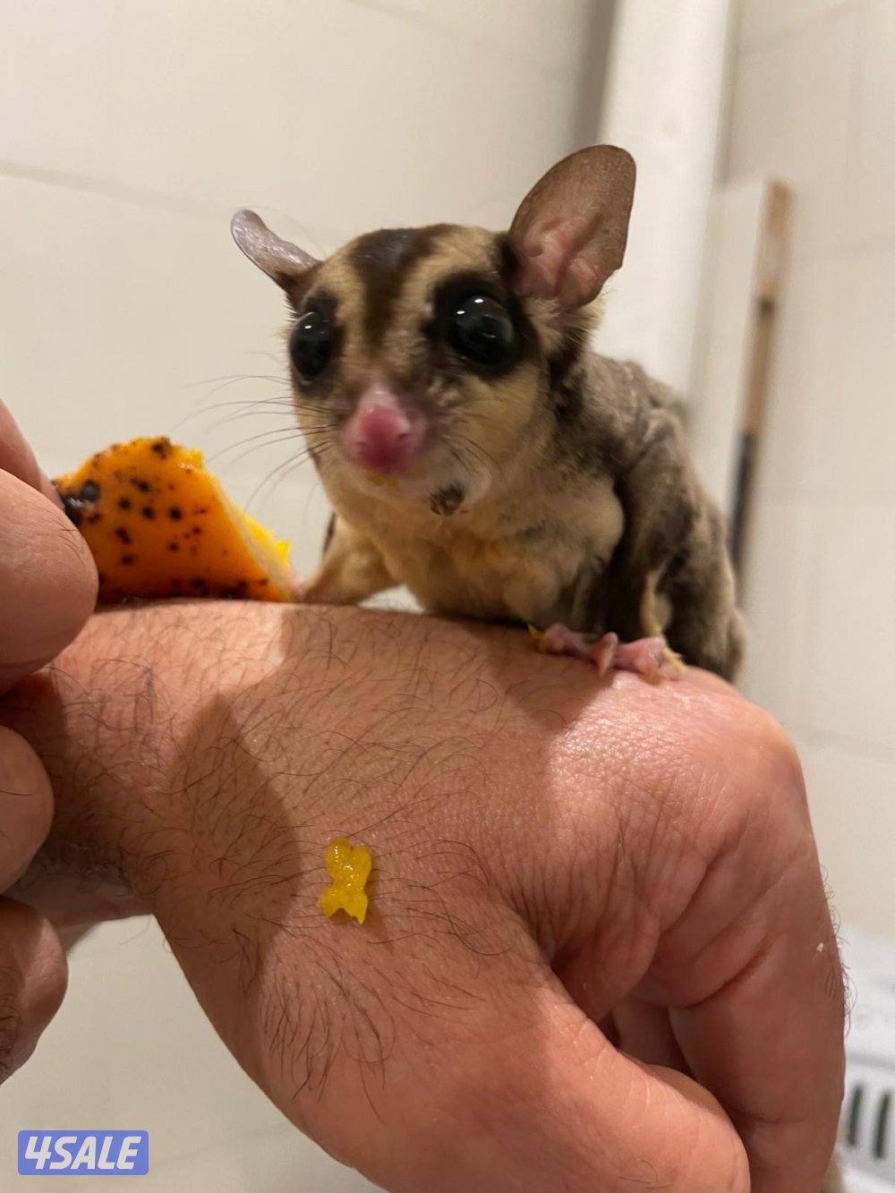 للبيع شوقر قلايدر - ذكر - تقريبا ٣ شهور نظيف وامطعم ياكل فواكه5