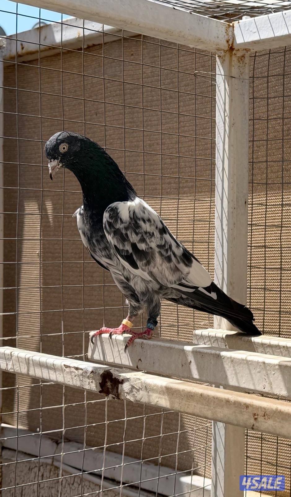 للبيع حمام باكستاني (رامبوري، تيدي، قولدن، تيدي چينا) بيور بالجملة0