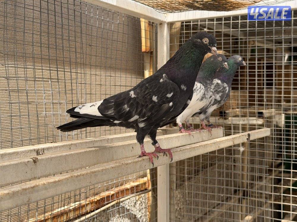 للبيع حمام باكستاني (رامبوري، تيدي، قولدن، تيدي چينا) بيور بالجملة1