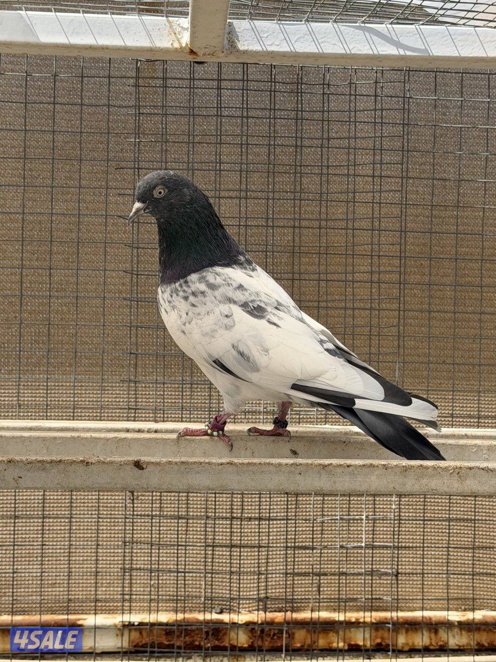 للبيع حمام باكستاني (رامبوري، تيدي، قولدن، تيدي چينا) بيور بالجملة2