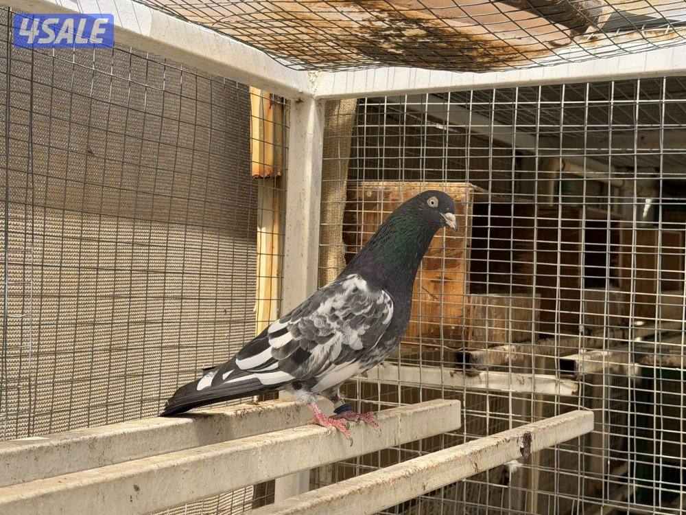 للبيع حمام باكستاني (رامبوري، تيدي، قولدن، تيدي چينا) بيور بالجملة3