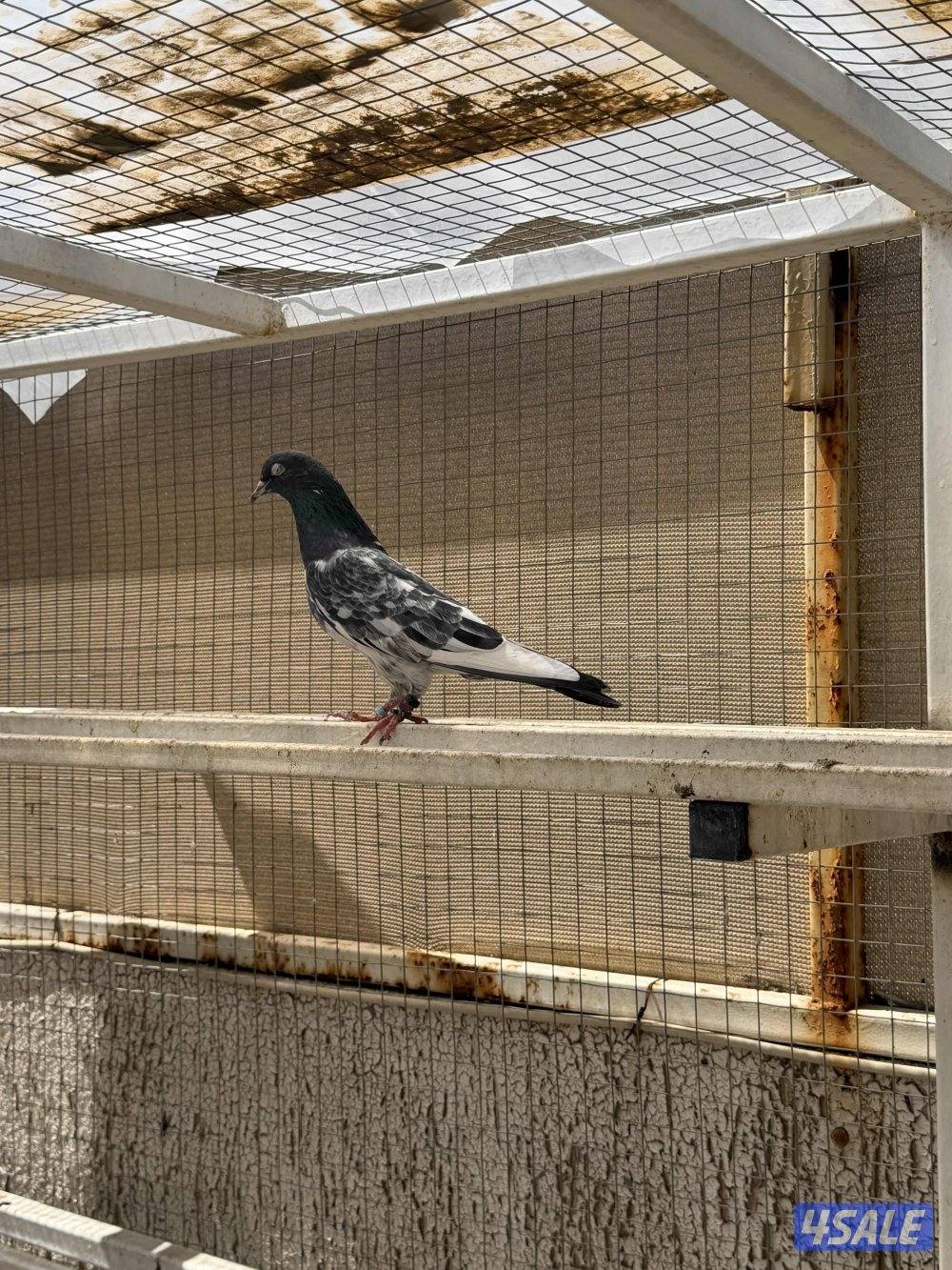 للبيع حمام باكستاني (رامبوري، تيدي، قولدن، تيدي چينا) بيور بالجملة4